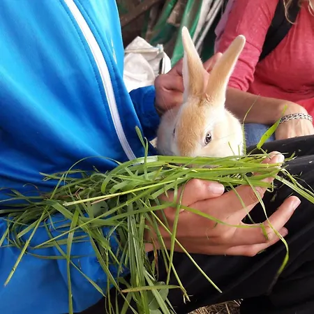 De Caractère, Animaux Admis - Jusqu'à 8 Pers. Saint-Julien-la-Vetre