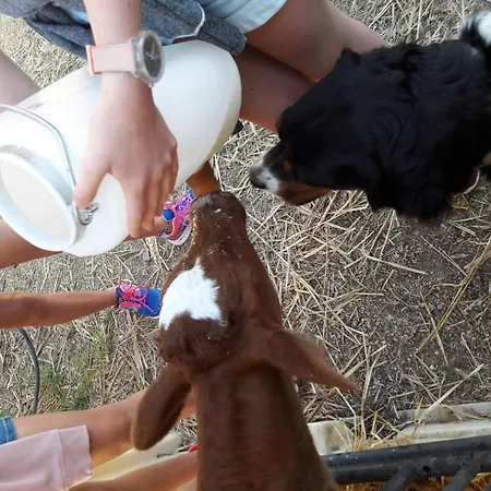 De Caractère, Animaux Admis - Jusqu'à 8 Pers. * Saint-Julien-la-Vetre